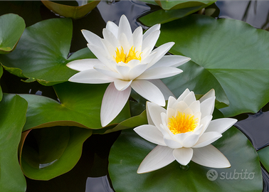 Piante di ninfee di vari colori e mangimi pesci
