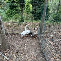 Oche incrocio tolosa/campidoglio