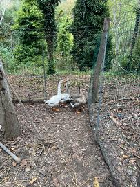 Oche incrocio tolosa/campidoglio