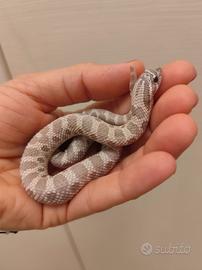 Serpente nasicus 