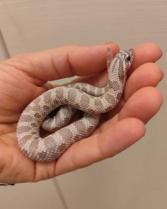 Serpente nasicus 