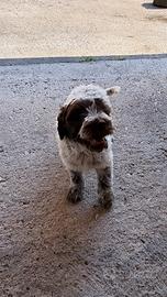 Cuccioli di Lagotto Romagnolo