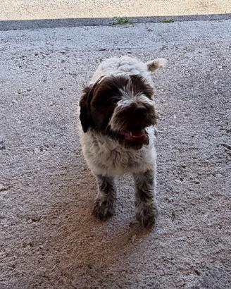 Cuccioli di Lagotto Romagnolo