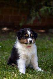 Cucciola Black Tricolor Pastore Australiano 5 mesi