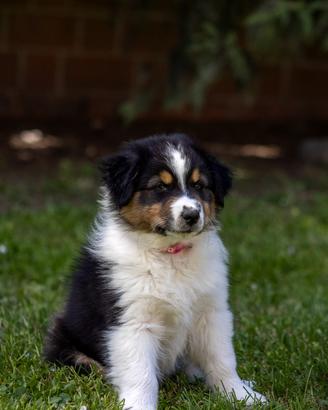Cucciola Black Tricolor Pastore Australiano 5 mesi