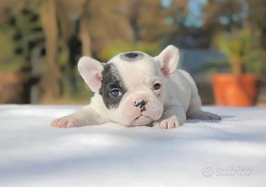 Bulldog francese esotica