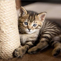 Gatto Bengala Cucciolo Maschio Cuccioli gatti