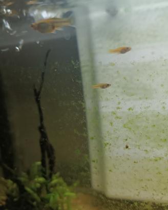 Avannotti guppy