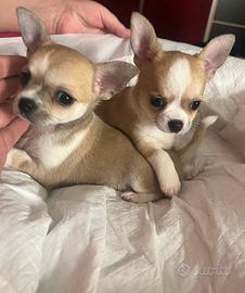 Chihuahua Maschio, dimensione Toy