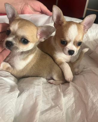 Chihuahua Maschio, dimensione Toy