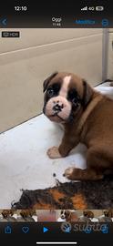 Cucciola boxer fulva