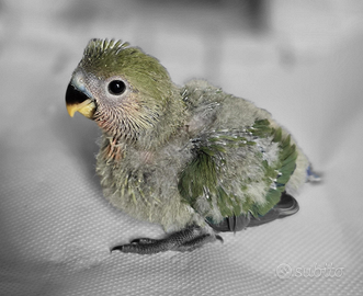 Pullo di Inseparabile Roseicollis