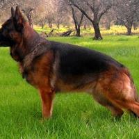 Pastore Tedesco super cucciola femmina PEDIGREE