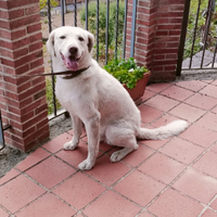 Splendidi meticci Jazz e Wiskie