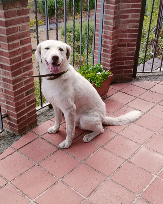 Splendidi meticci Jazz e Wiskie
