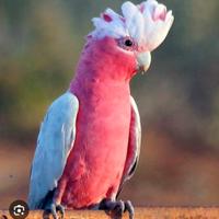 Roseicapilla cacatua rosa