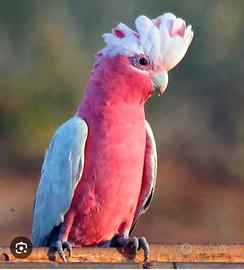 Roseicapilla cacatua rosa