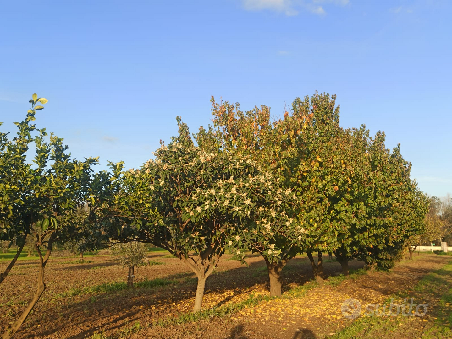Terreno fruttifero con pozzo sorgivo - Vista 3