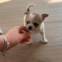 Chihuahua Pedigree ENCI