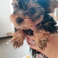 Cucciolo di yorkshire di razza