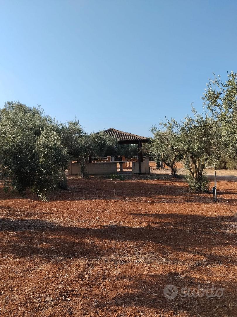Terreno edificabile con uliveto - Vista 4