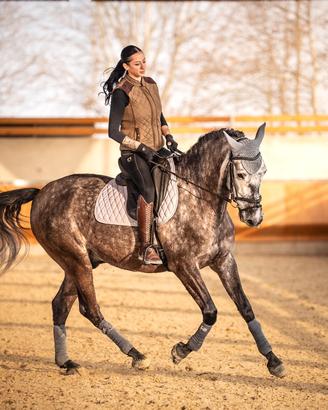 Cavallo