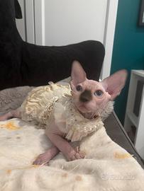 Sphynx cucciole