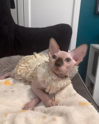 Sphynx cucciole