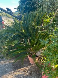 Piante di Cycas