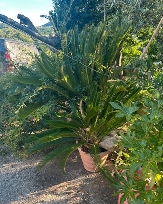 Piante di Cycas