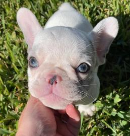 Bulldog francese esotica bianco e blù