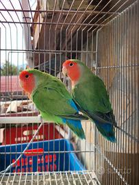 Coppia inseparabili nt