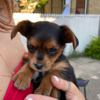 Cuccioli piccola taglia
