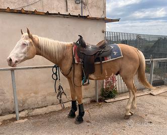 Palomino White Face