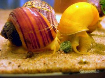LUMACHE PER ACQUARIO AMPULLARIE POMACEA BRIDGESII
