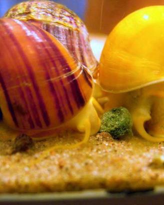 LUMACHE PER ACQUARIO AMPULLARIE POMACEA BRIDGESII
