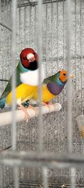 Diamanti di gould