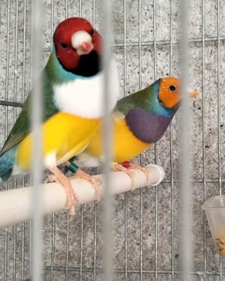 Diamanti di gould