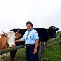 Bovino pezzata rossa