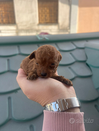 Barboncino mini mini toy