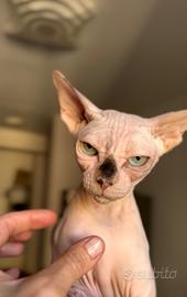 Canadian Sphynx femmina intera