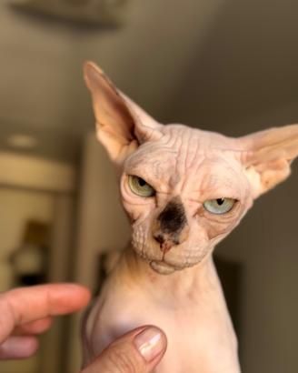 Canadian Sphynx femmina intera
