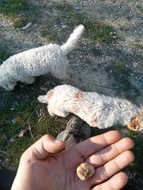 Lagotto romagnolo