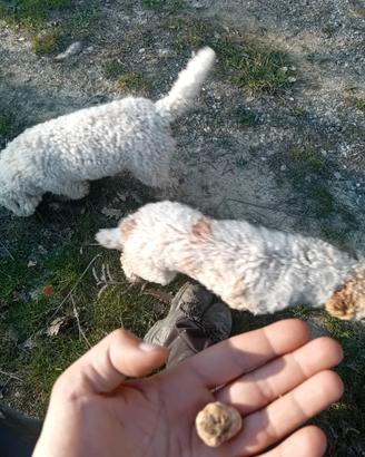 Lagotto romagnolo