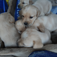 Cuccioli di labrador