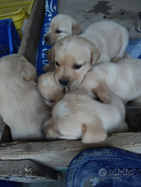 Cuccioli di labrador