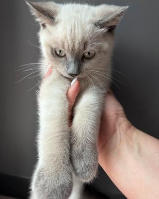 Cucciolo Scottish Straight Blu Point Maschio