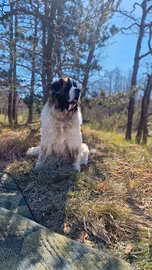 Cuccioli di mastino dei Pirenei