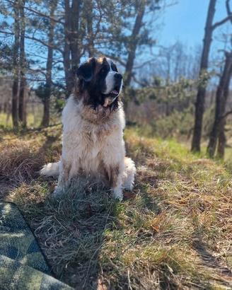 Cuccioli di mastino dei Pirenei