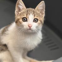 Paul, 2 mesi, adozione del cuore